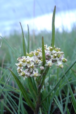 Xysmalobium